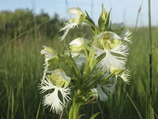 The western prairie fringed orchid is seen blooming on Wednesday, July 3, 2024, on the Sheyenne National Grassland in North Dakota. The orchid has declined due to loss of its native prairie habitat, among other factors, and is classified as a threatened species under the federal Endangered Species Act. (AP Photo/Jack Dura)