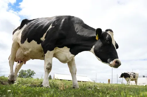 Dairy cows stand in a field outside of a milking barn at the U.S. Department of Agriculture's National Animal Disease Center research facility in Ames, Iowa, on Tuesday, Aug. 6, 2024. (AP Photo/Charlie Neibergall)