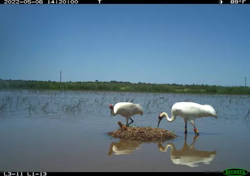 In this image obtained via trail camera and provided by the Louisiana Department of Wildlife and Fisheries, two adult whooping cranes, one female and the other male, stand over a one-day-old chick in Allen Parish, La., on May 6, 2022. A record eight whooping crane chicks have taken wing in Louisiana after hatching in the wild. It’s not just a record for fledglings of the world's rarest crane in Louisiana, but for any flock of the endangered birds reintroduced to the wild, the state Department 
