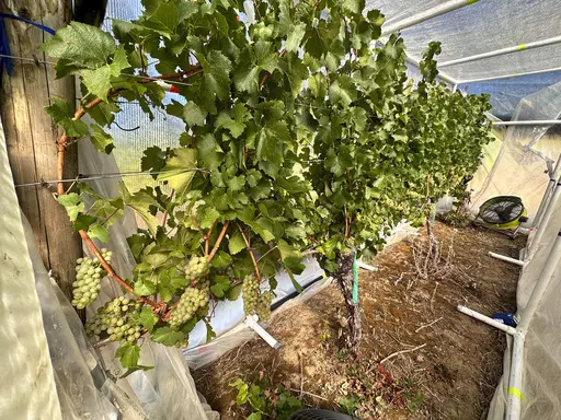 A row of grapes is seen inside the quasi greenhouse at the Oregon State University's vineyard near Alpine, Ore., on Friday, Sept. 8, 2023. The U.S. West Coast produces over 90% of America's wine, but it's also prone to wildfires, a combustible combination that spelled disaster in 2020 and one that scientists, including at Oregon State, are scrambling to neutralize. (AP Photo/Andrew Selsky)