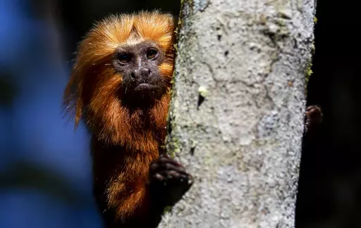 A golden lion tamarin sits in a tree in the Atlantic Forest region of Silva Jardim, Rio de Janeiro state, Brazil, Friday, July 8, 2022. A campaign to vaccinate these endangered monkeys in Brazil against yellow fever may help save them from extinction. (AP Photo/Bruna Prado)