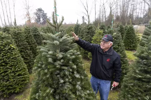Gary Chastagner, a Washington State University professor called "Dr. Christmas Tree" shows an example of a less-desirable tree due to fewer top branches, grown in a small plantation of Turkish fir trees to produce disease and insect-resistant Christmas trees at the school's Puyallup Research and Extension Center on Thursday, Nov. 30, 2023, in Puyallup, Wash. Chastagner has been working with breeders to see if species from other parts of the world — for instance, Turkish fir — are better adap