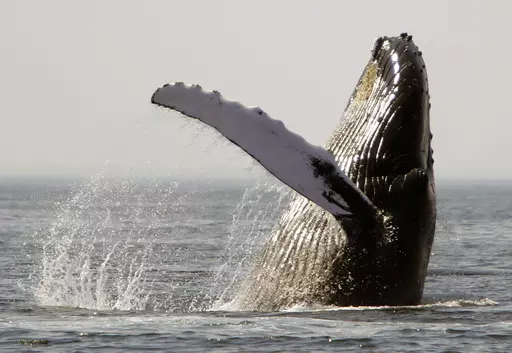 A humpback whale breaches on Stellwagen Bank about 25 miles east of Boston, on Aug. 22, 2005. Marine mammals that live in U.S. waters face major threats from the warming ocean temperatures, rising sea levels and decreasing sea ice volumes associated with climate change, according a new study. (AP Photo/Michael Dwyer, File)
