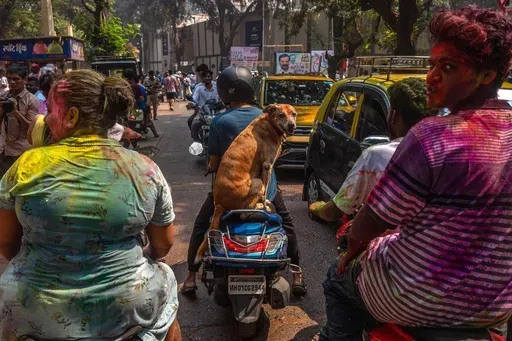 A dog rideS on the back of bike as people celebrate Holi, the Hindu festival of colors, in Mumbai, India, Friday, March 14, 2025. (AP Photo/Rafiq Maqbool)