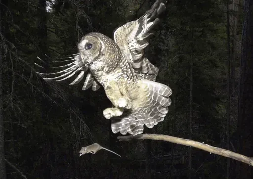 A northern spotted owl flies after an elusive mouse jumping off the end of a stick in the Deschutes National Forest near Camp Sherman, Ore., May 8, 2003. (AP Photo/Don Ryan, File)