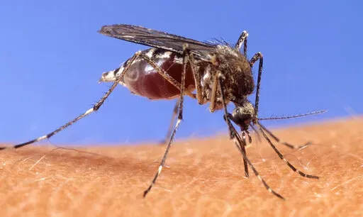  In this image provided by the USDA Agricultural Research Service, a mosquito stands upon human skin. The Louisiana Department of Health says preliminary federal data shows the state has the nation's fourth-highest rate of dangerous West Nile virus infections, so people should protect themselves from mosquitoes. (USDA Agricultural Research Service via AP, File)