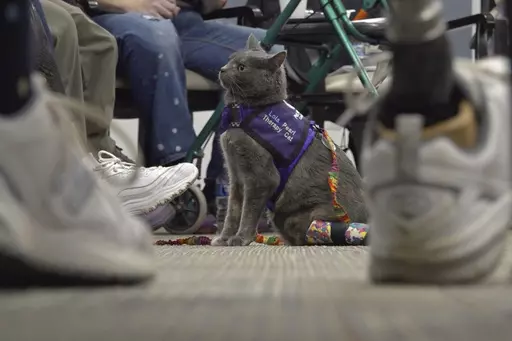 This image taken from video shows kitten Lola-Pearl looking up at attendees during a Amputees Coming Together Informing Others' Needs meeting on Monday, Dec. 11, 2023, in Troy, Ohio. More than five years ago, someone left the kitten with twisted back legs at a Missouri animal shelter. The cat was transferred to specialists in Iowa who amputated her left hind leg. She was soon after adopted by a woman who lost her left leg after a near-fatal car accident. Now the duo has partnered with a non-prof