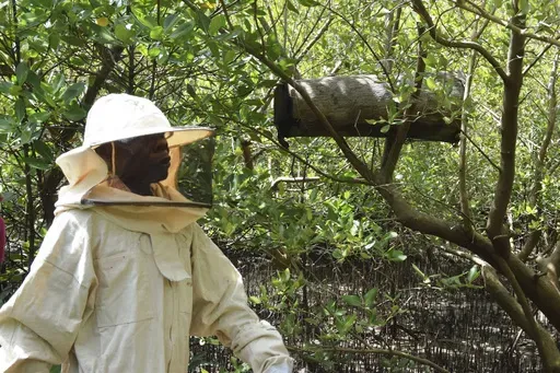 Peter Nyongesa walks through the mangroves to monitor his beehives in Bangladesh slums, Mombasa county, Kenya Thursday, May 30, 2024. The 69-year-old Nyongesa recalled how he would plead unsuccessfully with loggers to spare the mangroves or cut only the mature ones while leaving the younger ones intact. So he has turned to deterring the loggers with bees, hidden in the mangroves and ready to sting. (AP Photo/Gideon Maundu)