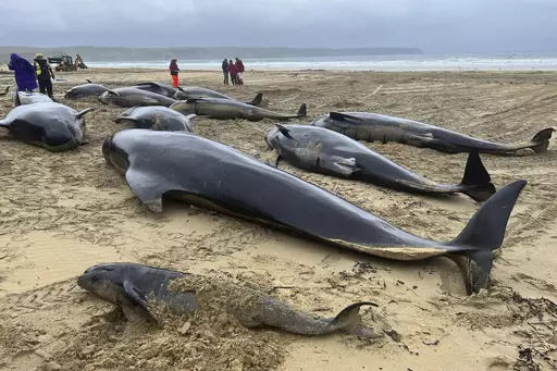 This handout photo issued by British Divers Marine Life Rescue (BDMLR) shows pilot whales in North Tolsta, on the Isle of Lewis, Scotland, Sunday, July 16, 2023. A pod of 55 pilot whales have died after they were found washed ashore on a beach in Scotland in the worst mass whale stranding in the area, marine experts said Monday. Marine rescuers, the coast guard and police were called to Traigh Mhor beach on the Isle of Lewis in northwest Scotland after receiving reports that dozens of the mammal