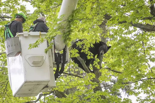 Michigan Department of Natural Resources Wildlife Biologist Steve Griffith prepares to fire a tranquilizer dart into a black bear in a tree outside of a home, May 14, 2023, in Traverse City, Mich. The 350-pound black bear that perched for hours in a tree, causing a Mother's Day spectacle last spring in northern Michigan, was killed by a hunter, authorities said Wednesday, Jan. 24, 2024. (Jan-Michael Stump/Traverse City Record-Eagle via AP, File)