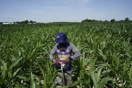 Jude Addo-Chidie, a Ph.D. student in agronomy at Purdue University, places a probe in soil as he takes samples from a corn field July 12, 2023, at the Southeast-Purdue Agricultural Center in Butlerville, Ind. (AP Photo/Joshua A. Bickel, File)