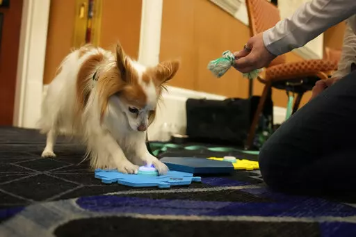 Ducky demonstrates FluentPet dog communication buttons during the Pepcom Digital Experience before the start of the CES tech show, Wednesday, Jan. 4, 2023, in Las Vegas. (AP Photo/John Locher)