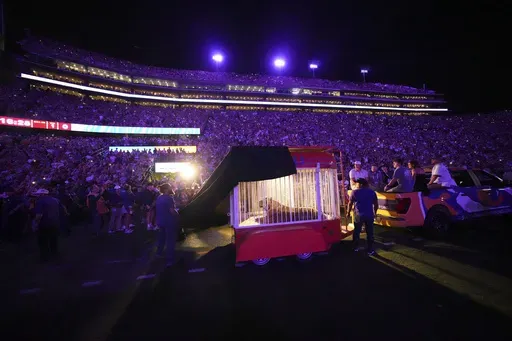 A live tiger is rolled into Tiger Stadium before an NCAA college football game between LSU and Alabama in Baton Rouge, La., Saturday, Nov. 9, 2024. (AP Photo/Gerald Herbert)