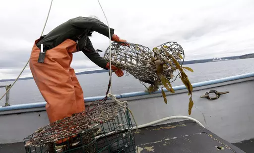 Biologist Paul Rudell pulls a derelict crab pot aboard, June 12, 2014, in Port Townsend, Wash. The U.S. government is launching a new program to combat the scourge of abandoned traps for catching crabs and lobster, which can dilute harvests and kill other fish in coastal waters from Maine to Alaska. (AP Photo/Elaine Thompson, File)