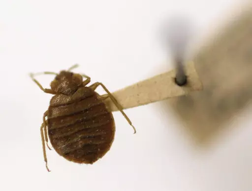 A bedbug is displayed at the Smithsonian Museum in Washington, March 30, 2011. Greece’s health ministry is seeking police help against hoaxers who tried to scare foreign tourists out of several Athens short-term rental flats by inventing a bedbug crisis. (AP Photo/Carolyn Kaster, File)