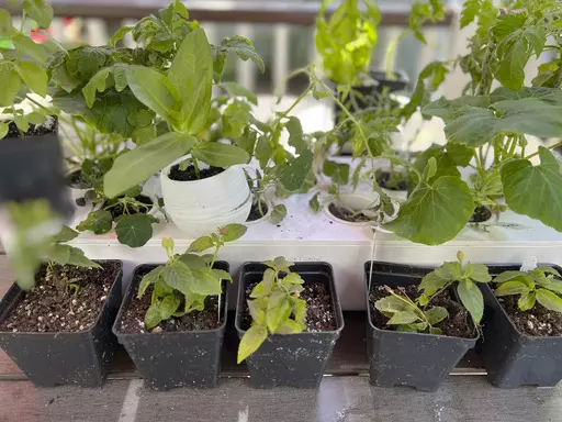 This May 9, 2023, image shows annual and vegetable seedlings being “hardened off,” or gradually acclimated to outdoor weather conditions, in Glen Head, NY. (Jessica Damiano via AP)