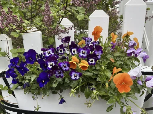 This May, 2, 2023, image provided by Jessica Damiano shows a fence-mounted planting box brimming with colorful pansies on Long Island, N.Y. Damiano recommends that first-time gardeners start small by planting in such containers or in small beds and borders to avoid overwhelm. (Jessica Damiano via AP)