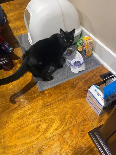 This photo provided by Sonny "Hoot" Gibson on Sunday, Dec. 19, 2021 showing Madix the cat, who was found in the rubble of Gibson's Mayfield, Ky. office building nine days after a tornado devastated much of the town. (Sonny "Hoot" Gibson via AP)