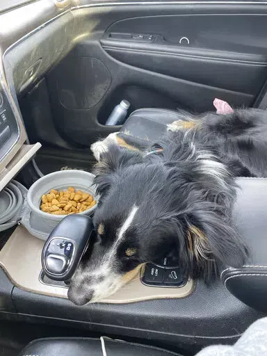 Javi, an Australian shepherd-border collie mix sleeps in a car during a road trip from Los Angeles to San Francisco with his owner Ben Lowenstein in February 2022. Lowenstein loves to travel and he never leaves his dog, Javi, behind. (Ben Lowenstein via AP)