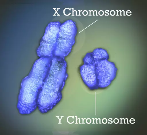 This image provided by National Institutes of Health (NIH) shows the X and Y chromosomes. Women are far more likely than men to get autoimmune diseases, illnesses like lupus or rheumatoid arthritis that occur when the immune system mistakenly attacks their own tissues. That gender disparity has baffled scientists for decades but new research may finally explain why. (Jonathan Bailey/National Institutes of Health (NIH) via AP)
