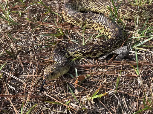This photo provided the U.S. Fish and Wildlife Service shows “Mr. Snake,” a threatened Louisiana pinesnake kept for education and outreach, on July 11, 2022, at the USFS office in the Evangeline Unit of the Calcasieu District of Kisatchie National Forest, near Alexandria, La. The U.S. government has proposed protecting four areas in Louisiana and two in Texas as critical habitat for the constrictor, which eats pocket gophers and takes over their burrows in longleaf pine savannas. (Ian Fische