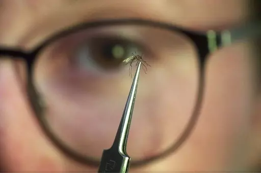 Ella Branham, a seasonal vector control technician, examines a Culex tarsalis mosquito at the Salt Lake City Mosquito Abatement District on July 19, 2023, in Salt Lake City. Mosquitoes can carry viruses including dengue, yellow fever, chikungunya and Zika. They are especially threatening to public health in Asia and Africa but are also closely monitored in the United States. (AP Photo/Rick Bowmer)