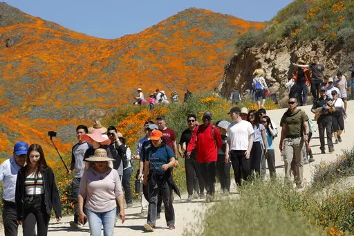 People walk among wildflowers in bloom on March 18, 2019, in Lake Elsinore, Calif. A small California city that was overrun by visitors four years ago when heavy winter rains produced a spring "super bloom" of wild poppies has a message for the public after this year's deluge: Do not come. You could be arrested. (AP Photo/Gregory Bull, File)