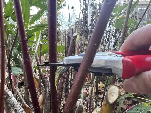 This image provided by Jessica Damiano demonstrates the use of bypass pruners to take a hardwood cutting from a redtwig dogwood shrub on Long Island, New York. (Jessica Damaino via AP)