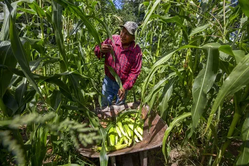 Farmer Eugene “Hutch” Naranjo harvests corn at his ancestral family farm on the Santa Clara Pueblo in northern New Mexico, Monday, Aug. 22, 2022. Climate change is taking a toll on the community, which has been home to Tewa-speaking people for thousands of years. (AP Photo/Andres Leighton)