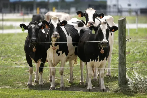 Dairy cows stand in a field outside of a milking barn at the U.S. Department of Agriculture's National Animal Disease Center research facility in Ames, Iowa, on Tuesday, Aug. 6, 2024. (AP Photo/Charlie Neibergall,File)