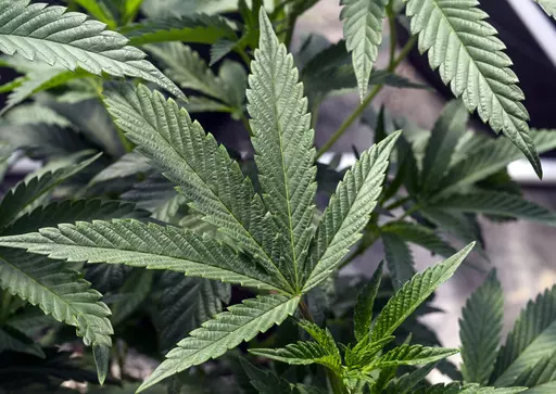 Marijuana plants are seen at a growing facility in Washington County, N.Y., May 12, 2023. The U.S. Department of Health and Human Services has delivered a recommendation to the Drug Enforcement Administration on marijuana policy, and Senate leaders hailed it Wednesday, Aug. 30, as a first step toward easing federal restrictions on the drug. (AP Photo/Hans Pennink, File)