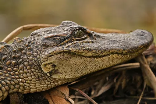 A small alligator sits on a log along a bank in the Maurepas Swamp on Dec. 13, 2020, in Ruddock, La. California cannot ban the importation and sale of crocodile and alligator products, a federal judge has ruled, Tuesday, March 7, 2023, in a victory for the state of Louisiana, which challenged the ban along with businesses in multiple states. (AP Photo/Gerald Herbert, File)