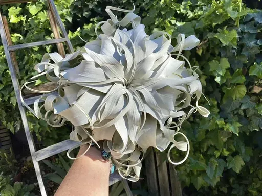 This image provided by Drift in Air Plants shows a Tillandsia xerographica air plant in Bakersfield, California. (Jennifer Tuttle/Drift in Air Plants via AP)