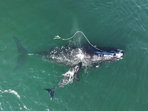 This Dec. 2, 2021, photo provided by the Georgia Department of Natural Resources shows an endangered North Atlantic right whale entangled in fishing rope being sighted with a newborn calf in waters near Cumberland Island, Ga. The federal government hasn't done enough to protect a rare species of whale from lethal entanglement in lobster fishing gear, and new rules are needed to protect the species from extinction, a judge has ruled, Friday, July 8, 2022.  (Georgia Department of Natural Resources