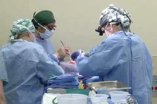 In this photo provided by the University of Alabama at Birmingham, surgeons prepare to transplant kidneys from a genetically modified pig into the body of a deceased recipient in September 2021. The experimental procedure was a step-by-step rehearsal for operations they hope to try in living patients possibly later in 2022, part of a quest to use animal organs to save human lives. (UAB via AP)