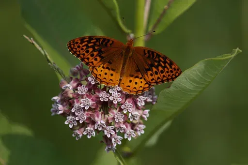 A fritillary butterfly perches on blooming milkweed at Patuxent Wildlife Research Center in Laurel, Md., June 5, 2019. (AP Photo/Carolyn Kaster, File)