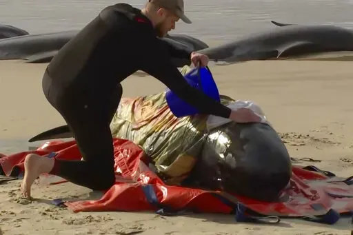 In this image made from a video, a rescuer pours water on one of stranded whales on Ocean Beach, near Strahan, Australia Wednesday, Sept. 21, 2022. More than 200 whales have been stranded on Tasmania’s west coast, just days after 14 sperm whales were found beached on an island off the southeastern coast. (Australian Broadcasting Corporation via AP)