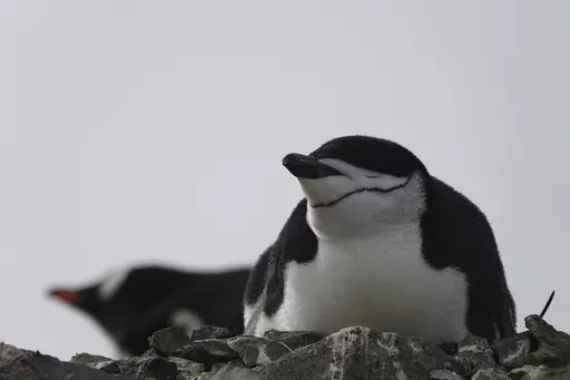 This image provided by Won Young Lee shows wild chinstrap penguins on King George Island, Antarctica. Researchers have discovered that some penguin parents sleep for only seconds at a time around-the-clock to protect their eggs and chicks. Sensors were attached to adult chinstrap penguins in Antarctica for the research. The results published Thursday, Nov. 30, 2023 show that during the breeding season, the penguins nod off thousands of times each day but only for about four seconds at a time. (W