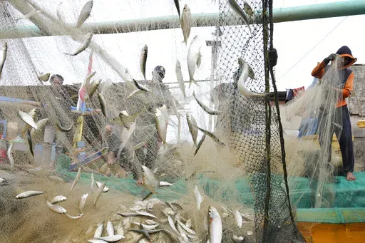 Fishermen remove their catch from nets after returning to shore in Jakarta, Indonesia, Feb. 24, 2022. Corruption is undermining the management of some of the world’s most threatened fishing grounds, according to a review of criminal case files and media reports by the AP. At least 45 government officials have been accused of graft or extortion in the past two decades. (AP Photo/Achmad Ibrahim, File)