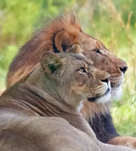 In this undated photo provided by the Audubon Nature Institute, Arnold, right, and Kali, two of three African lions diagnosed with COVID-19, are shown before they came down with coughs and runny noses. The three infected African lions are doing well and have normal appetites. The Audubon Zoo said in a news release Wednesday, Dec. 29, 2021. Asani, Arnold and Kali were tested after they came down with coughs and nasal discharges, and the other three are now being tested, the statement said. (Audub