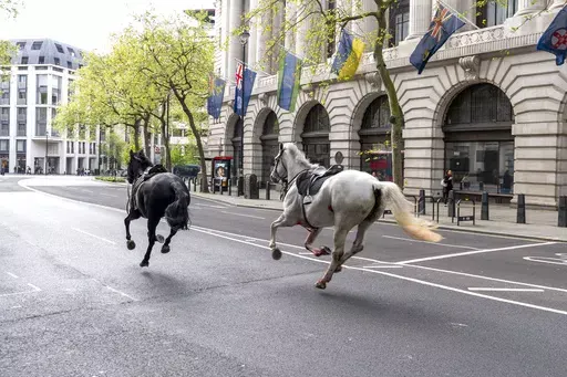 Two horses on the loose bolt through the streets of London near Aldwych, on Wednesday April 24, 2024. (Jordan Pettitt/PA via AP)