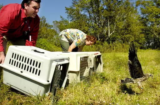 Dr. Mark Mitchell, left, director of the Louisiana State University School of Veterinary Medicine's Wildlife Hospital, and assistant director Marlana Roundtree, right, release three Mississippi kite birds rehabilitated at the hospital Oct. 11, 2005, in Baton Rouge, La. Three small insect-eating raptors called Mississippi kites were released Friday, Sept. 16, 2022, by Louisiana State University's wildlife hospital. (Patrick Dennis/The Advocate via AP, File)