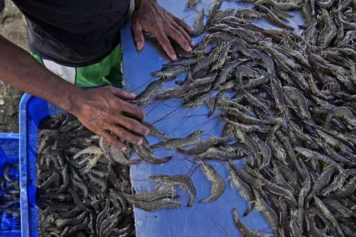 A worker sorts shrimps at a farm in Kebumen, Centra Java, Indonesia, Tuesday, Sept. 24, 2024. (AP Photo/Dita Alangkara)