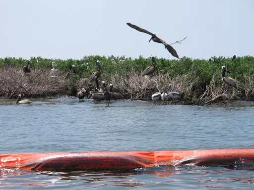 Brown pelicans are shown perching in mangrove bushes damaged by oil on Queen Bess Island in Louisiana's Barataria Bay, June 21, 2010. On Monday, Oct. 17, 2022, a federal appeals court ordered a nine-year-old lawsuit filed against oil and gas companies over damage to Louisiana's wetlands to be returned to state court for trial, potentially clearing the way for at least 41 similar suits to move forward. (AP Photo/John Flesher, File)