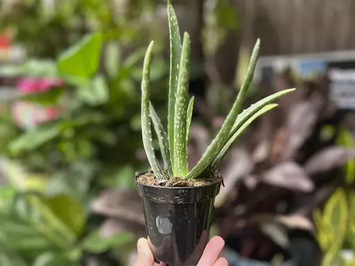 This Sept. 18, 2023, image provided by Jessica Damiano shows a low-maintenance Aloe vera plant in Syosset, NY. (Jessica Damiano via AP)