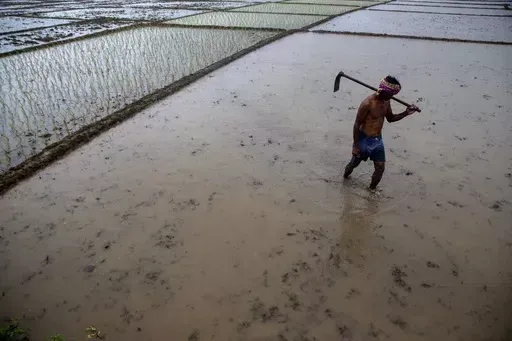 A farmer walks as he works in a paddy field on the outskirts of Gauhati, India, July 30, 2021. Human-caused climate change is making rainfall more unpredictable and erratic, which makes it difficult for farmers to plant, grow and harvest crops on their rain-fed fields. (AP Photo/Anupam Nath, File)