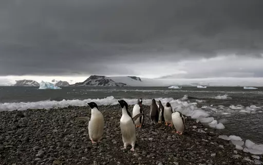Penguins walk on the shore of Bahia Almirantazgo in Antarctica on Jan. 27, 2015. A new study released Tuesday, Aug. 8, 2023, concludes that Antarctica is already being and will continue to be affected by more frequent and severe extreme weather events, a known byproduct of human-caused climate change. (AP Photo/Natacha Pisarenko, File)