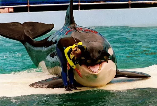 Trainer Marcia Hinton pets Lolita, a captive orca whale, during a performance at the Miami Seaquarium in Miami, March 9, 1995. Caregivers at a South Florida ocean park are taking steps to prepare Lolita, an orca whale held captive for more than a half-century, for a possible return to her home waters in Washington’s Puget Sound. The park’s owner and a nonprofit announced a plan in March 2023 to possibly move the 57-year-old orca to a natural sea pen. (Nuri Vallbona/Miami Herald via AP, File)