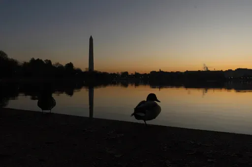 A mallard duck rests on the edge of a path around the Tidal Basin as the sun rises in Washington, Sunday, March 5, 2023, with the Washington Monument in the background. (AP Photo/Manuel Balce Ceneta, File)