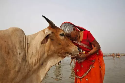 FILE- A woman worships a cow as Indian Hindus offer prayers to the River Ganges, holy to them during the Ganga Dussehra festival in Allahabad, India, June 8, 2014. India’s government-run animal welfare department has appealed to citizens to mark Valentine’s Day this year not as a celebration of romance but as "Cow Hug Day” to better promote Hindu values. The Animal Welfare Board of India said Wednesday that “hugging cows will bring emotional richness and increase individual and collectiv